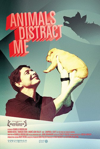 L'affiche du film Animals Distract Me