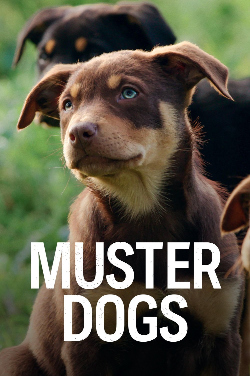 L'affiche du film Muster Dogs
