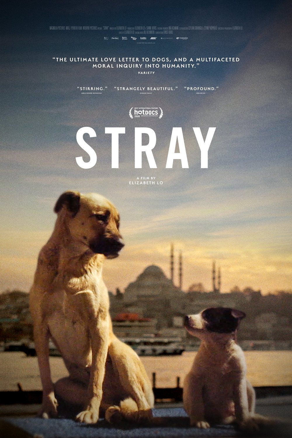 L'affiche originale du film Stray: le monde des chiens errants en turc