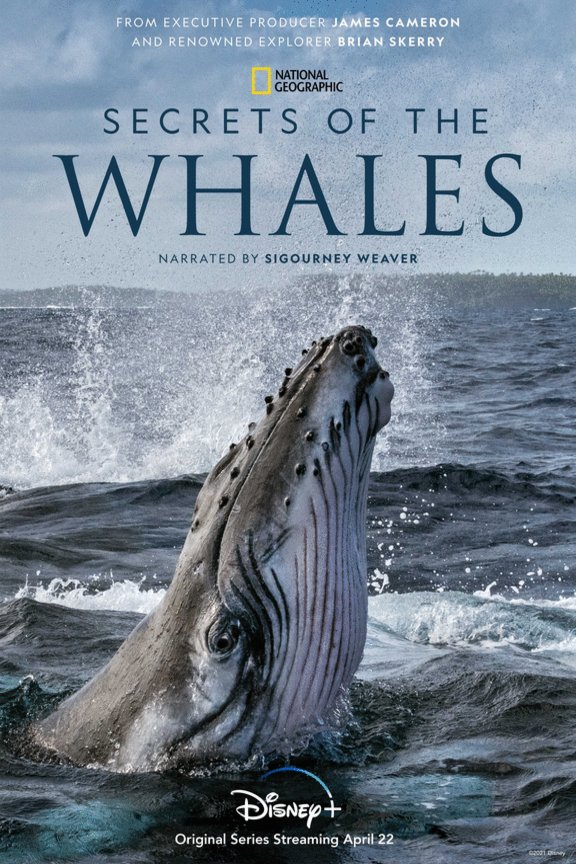 L'affiche du film Les secrets des baleines